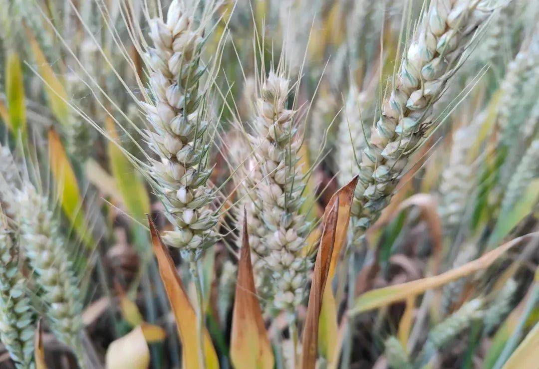 小麦最后一遍药在这时候打每亩还能增产100斤