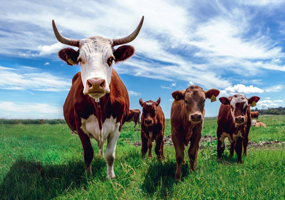 人类为什么经常吃食草动物的肉却不怎么吃食肉动物的肉