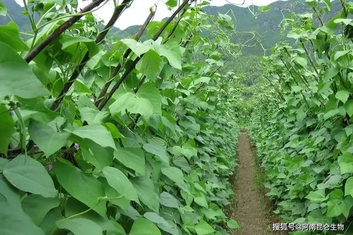 豆角葉子發黃枯萎是枯萎病嗎怎麼治種植豆角高產管理技術