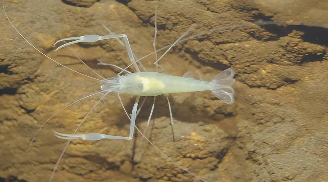 原创生活在450度海底热泉旁的大虾让人奇怪它们不会被煮熟吗