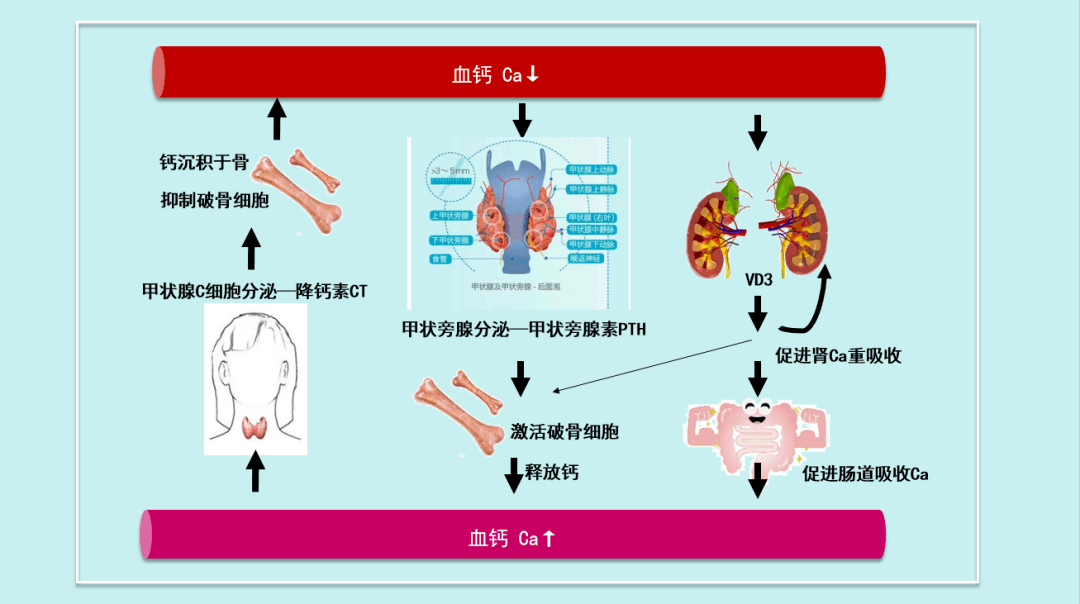 一个是甲状旁腺分泌的"甲状旁腺素pth",它可以激活破骨细胞活性,溶解
