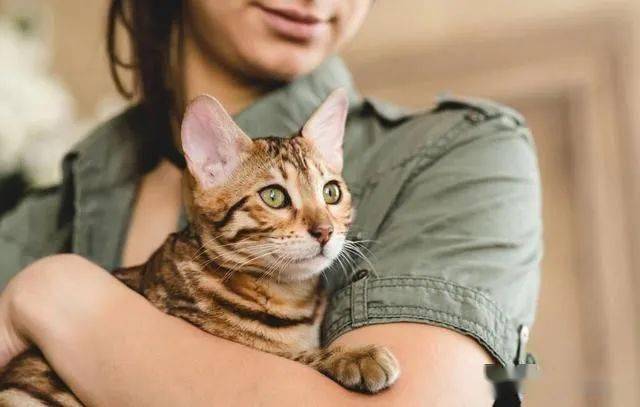 正确的抱猫姿势难怪猫咪不让你抱原来很多人都抱错了