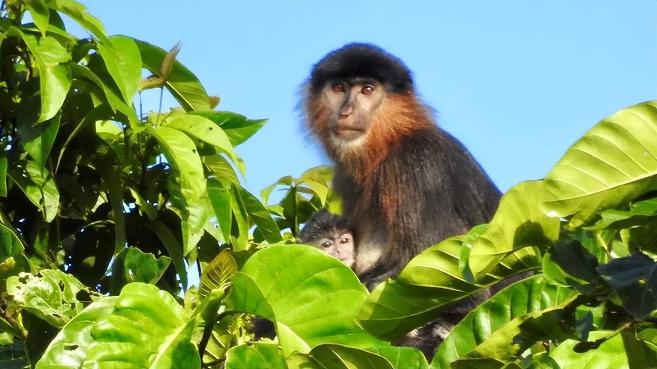 婆罗洲神秘猴系杂交种!科学家深感震惊和担忧