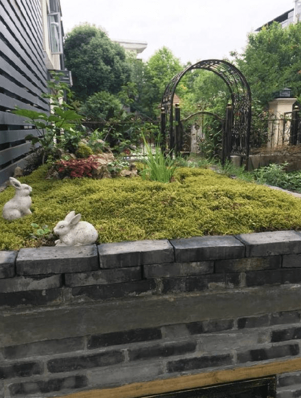 花7000元改造的小院太好看了20天摇身一变成了治愈系花园