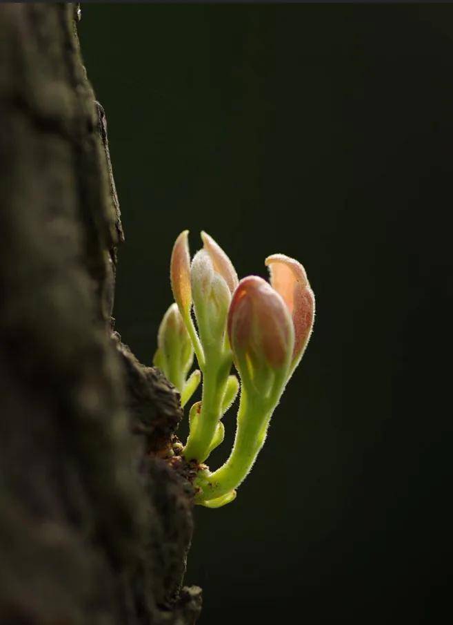 最近有个词,叫 向死而生