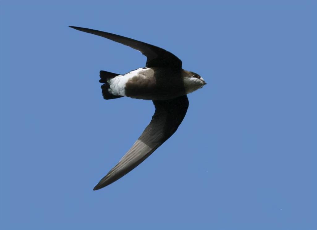 世界上飞得最快的鸟甚至比高铁还要快被誉为空中猎手