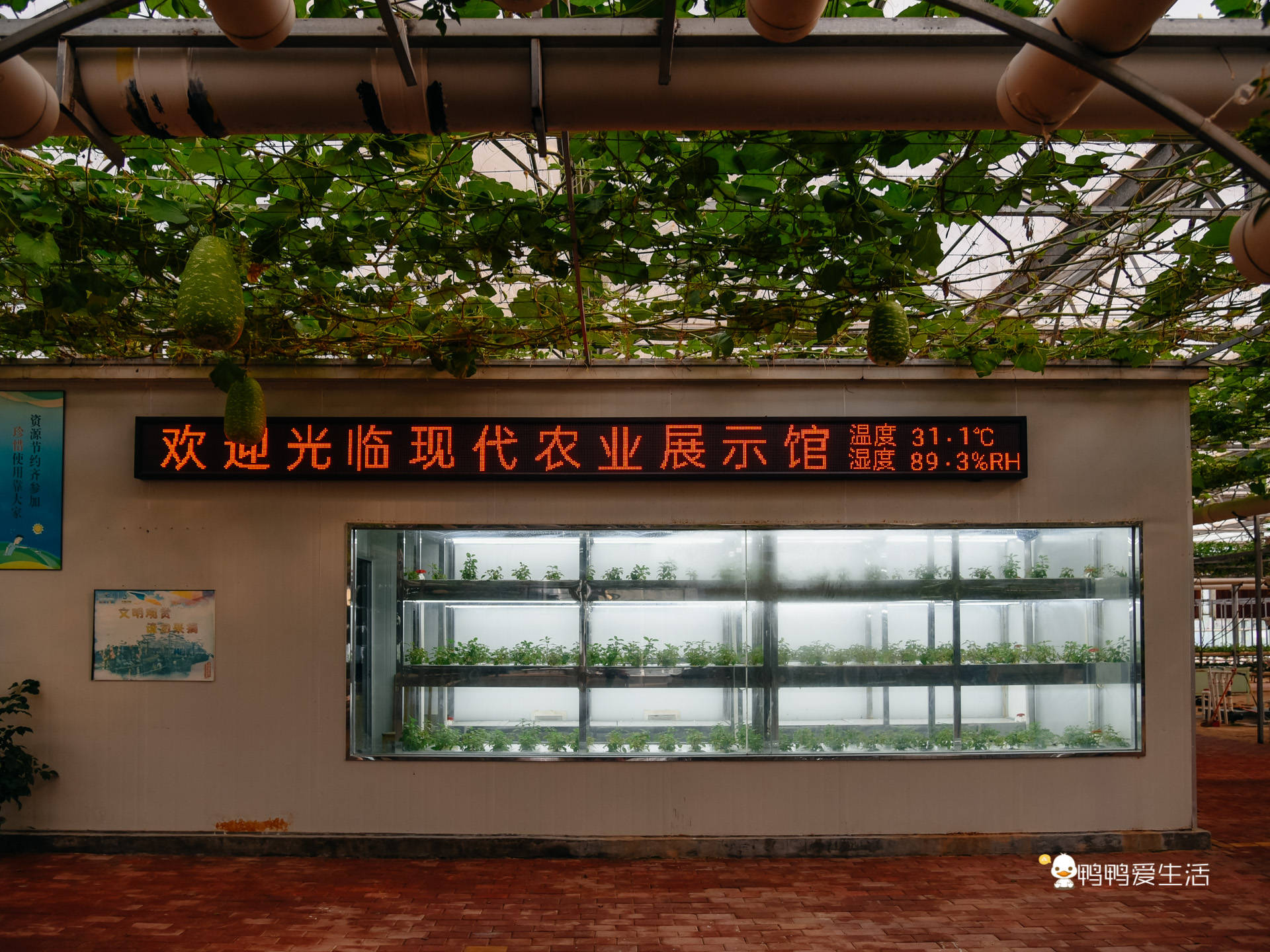 东南花都还有个现代农业馆,这里也是个研学基地.