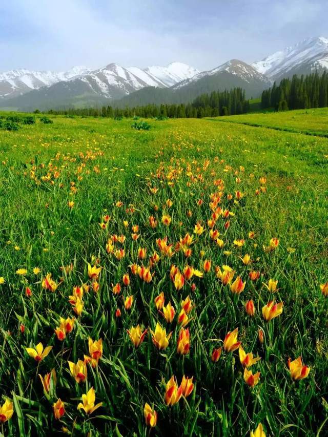 带着你爱的人来这些地方赏野生郁金香吧