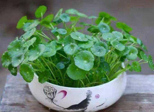 如何把铜钱草养出高级感先要学会种其次才是养