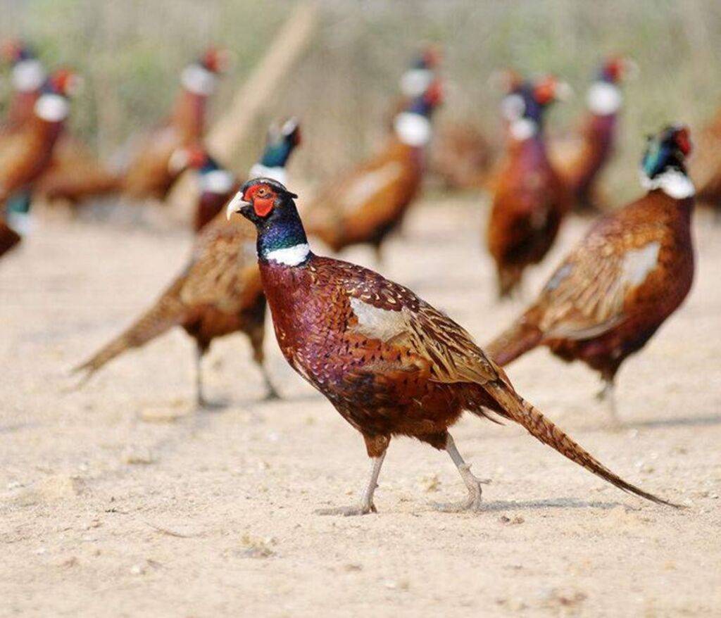 原创野鸡福寿螺过山鲫鱼在在多地泛滥为何没人敢吃