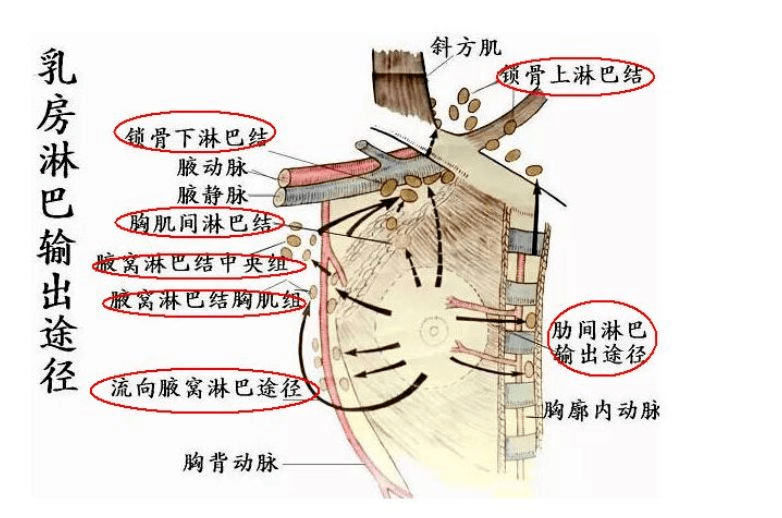 乳房淋巴回流示意图图片