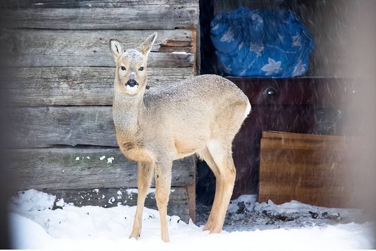 白狍的未来白狍虽然在捕食和隐藏过程中会有较大的