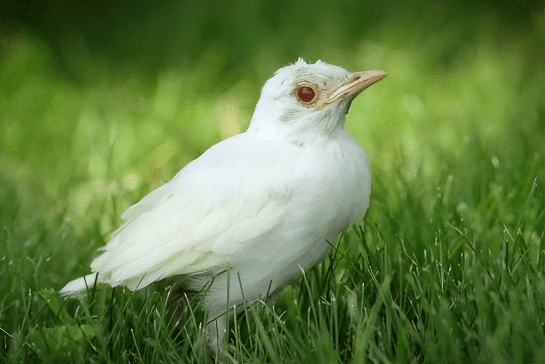 原创祥瑞之兆白狍罕见现身内蒙古长相独特但终将被大自然淘汰