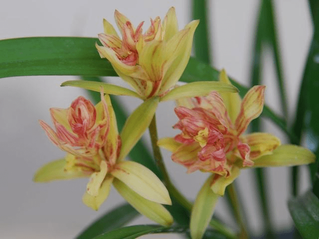 富山奇蝶兰花还有迷人的花香,每次盛开,家里都将弥漫着幽幽对兰花香