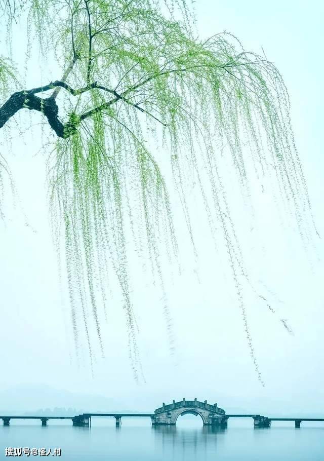 西湖垂柳丝柳垂湖西图片