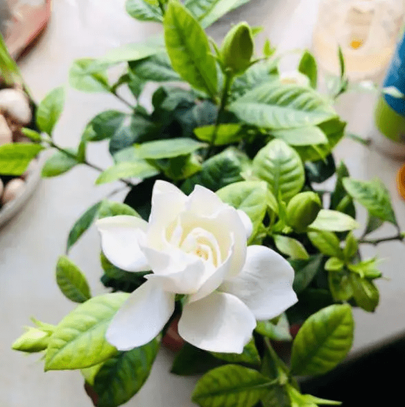 蓝妖:栀子花的养殖方法和注意事项,这2点搞定,养好非常简单_土壤_建议