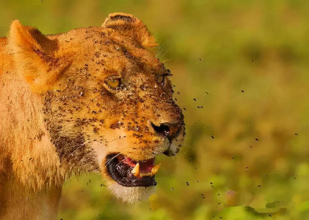 狮子狮子是群居动物,一般都会占地为王守护自己的领地,所以它们会用