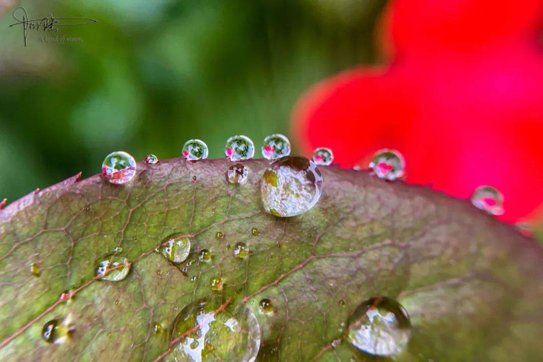 杭州最常见的雨中小景，红花绿叶和露珠，你身边就有吧