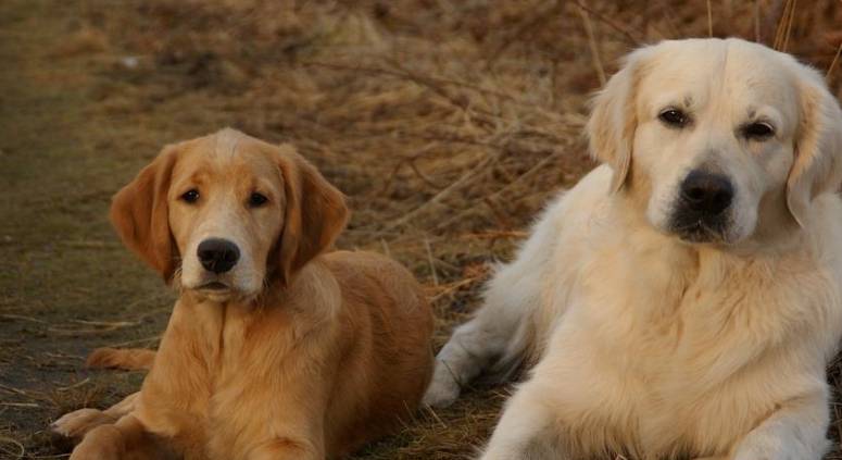 比較被認可的說法是:金毛犬是由水獵犬,塞特犬和拉布拉多犬多次雜交