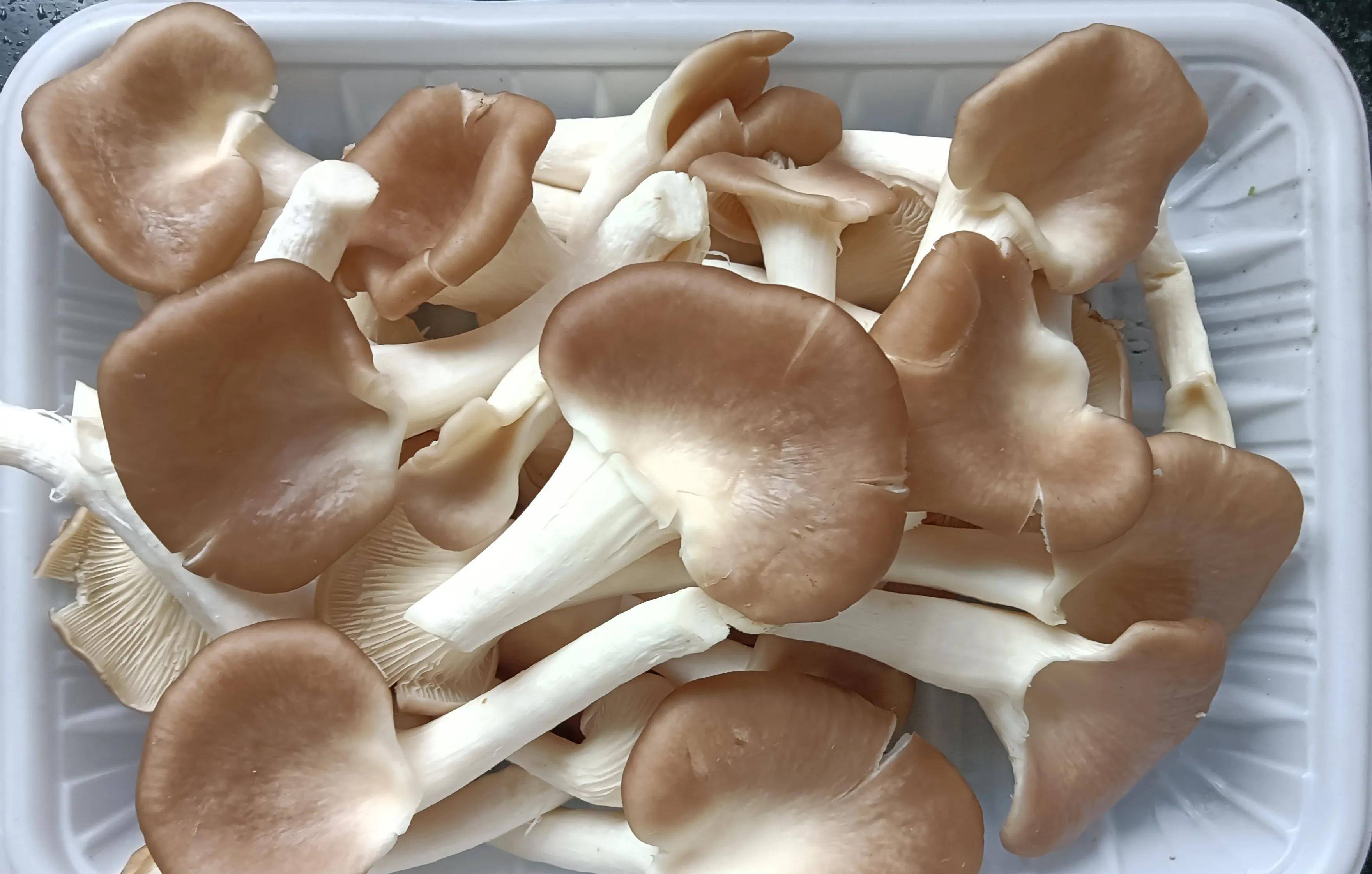 原创三鲜菇焖三猪杂一道应时而食的美味汤肴