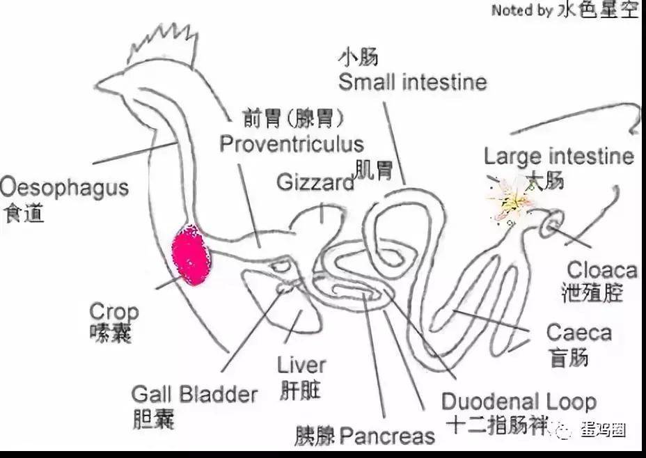 这是蛋鸡的整个消化系统图:当高温高湿季节的强应激,鸡群对疾病的抵抗