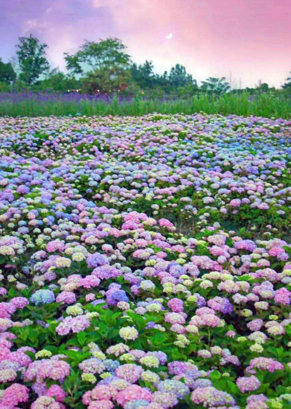 成都免费欣赏成片的绣球花,还有马鞭草哦67!