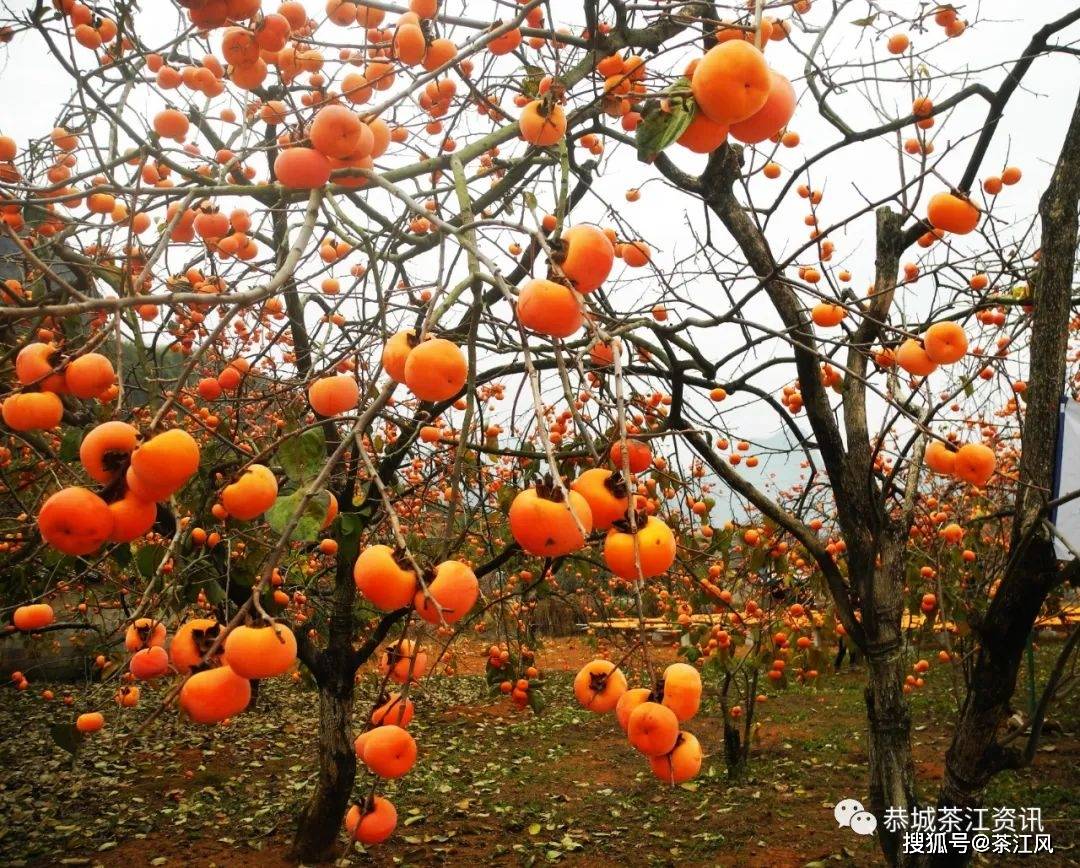 恭城月柿一段值得回顾的历史_孙中山_惠人_广州