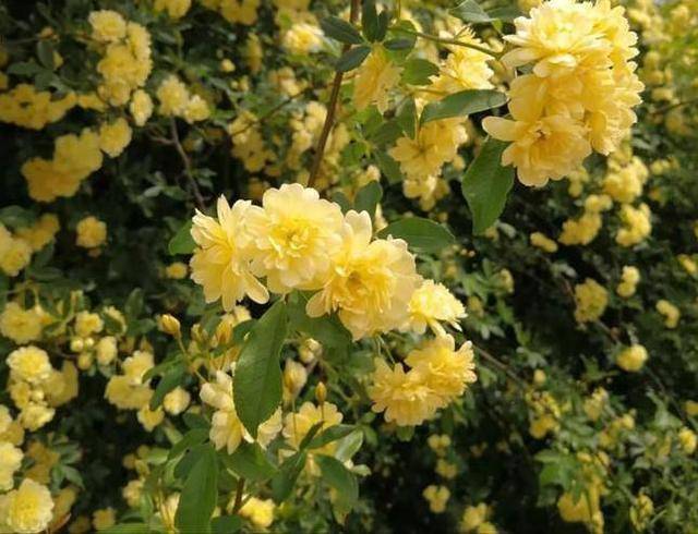 庭院養花木香花是首選花期開放時間長花色嬌豔香氣馥郁