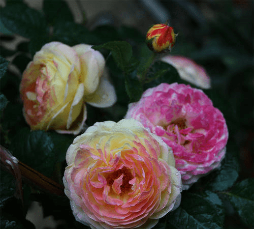 詹森月季花的优点和缺点分别是什么?