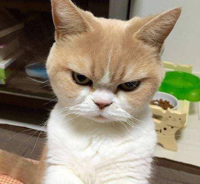 猫咪生气的时候一眼就能看出来