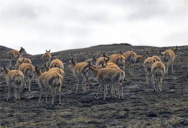 阿尔金山发现狼群，正在追捕50只藏羚羊，羊群侥幸逃脱，但落单小羊却落入狼口