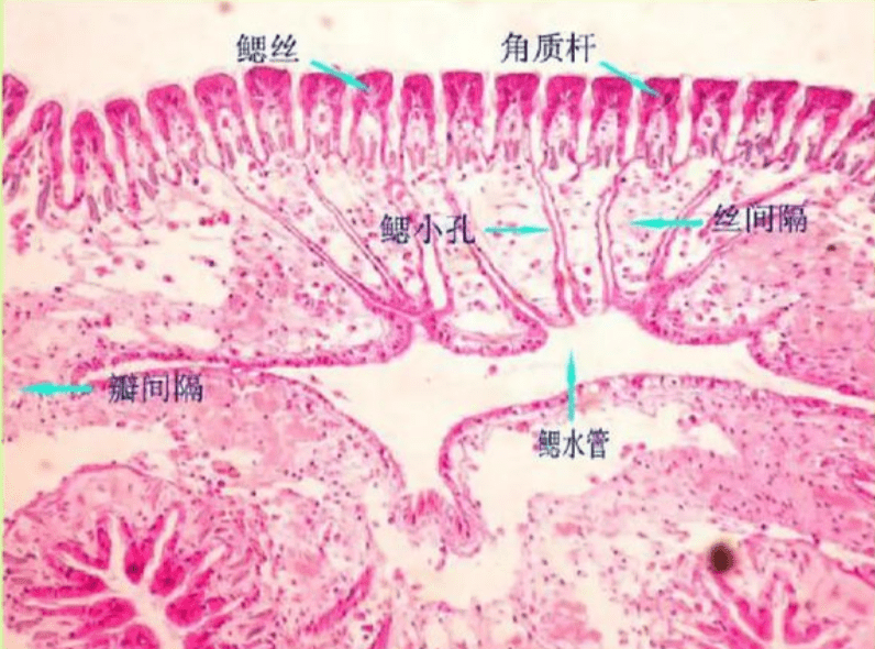 中间部分的内壁有着大小不同起到过滤作用的小气室,相当于动物的肺泡