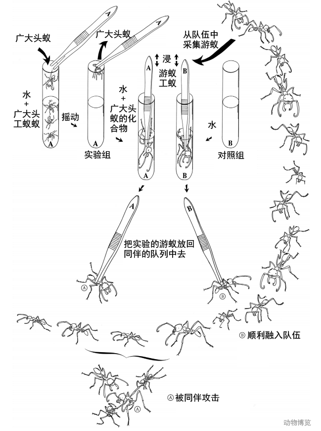 行军蚁大战最凶恶的入侵蚁种打到一半突然开始自相残杀