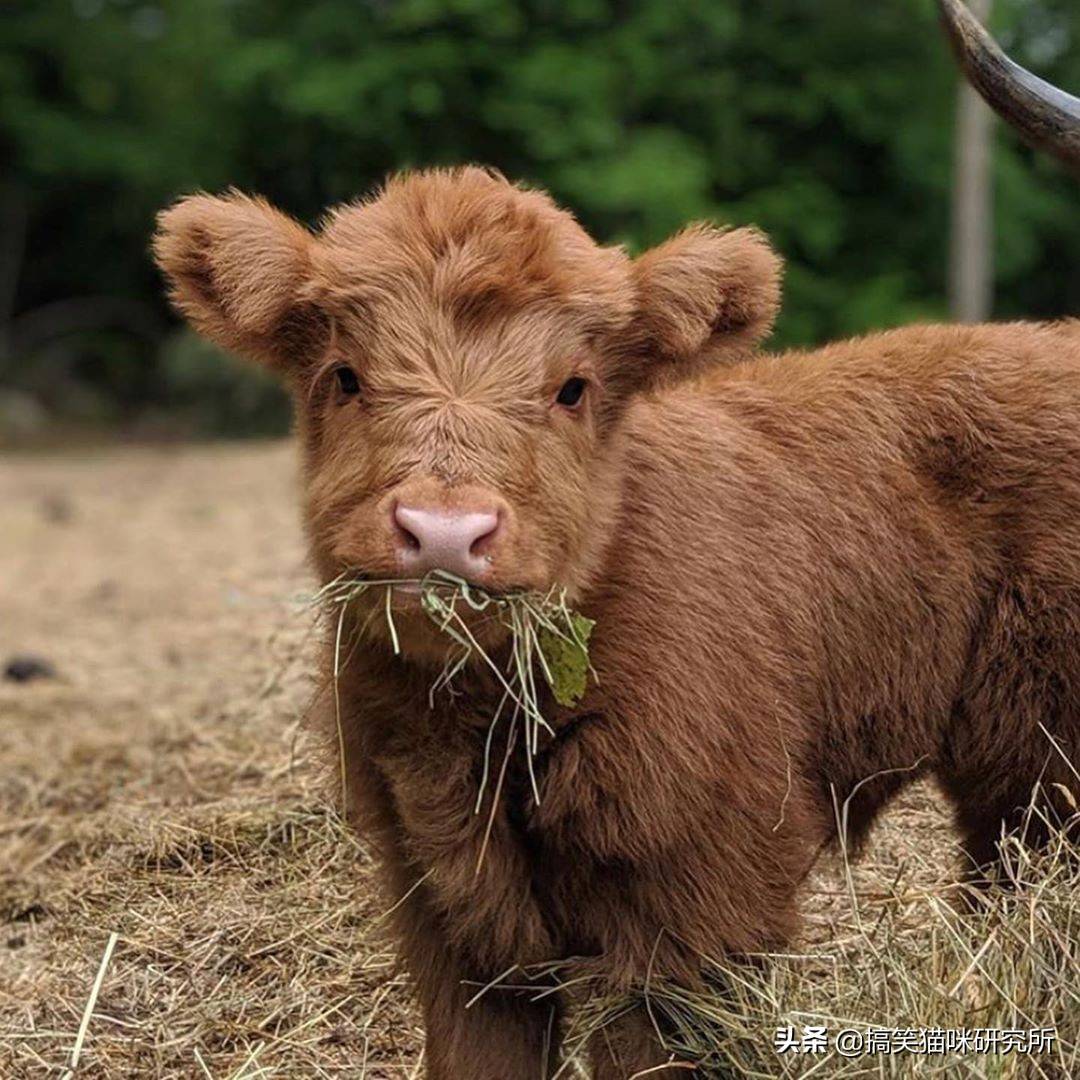 苏格兰高地牛幼崽图片