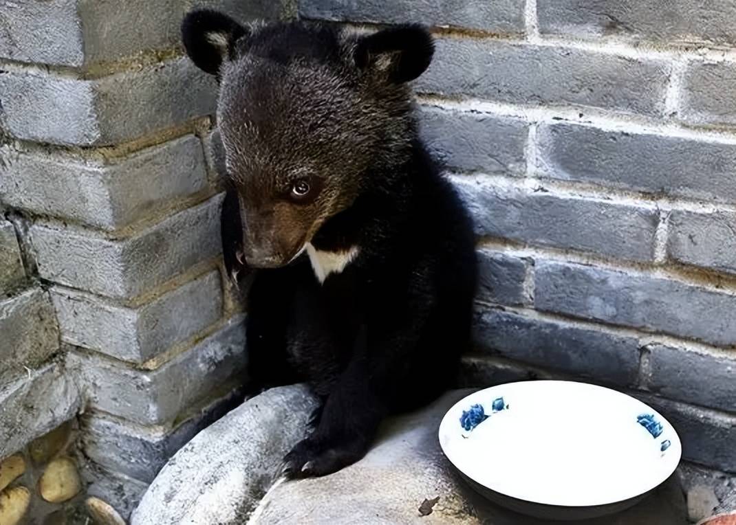 因此,遇到落单的熊孩子或者虎崽子,在不确定它们的家长在哪里的情况下