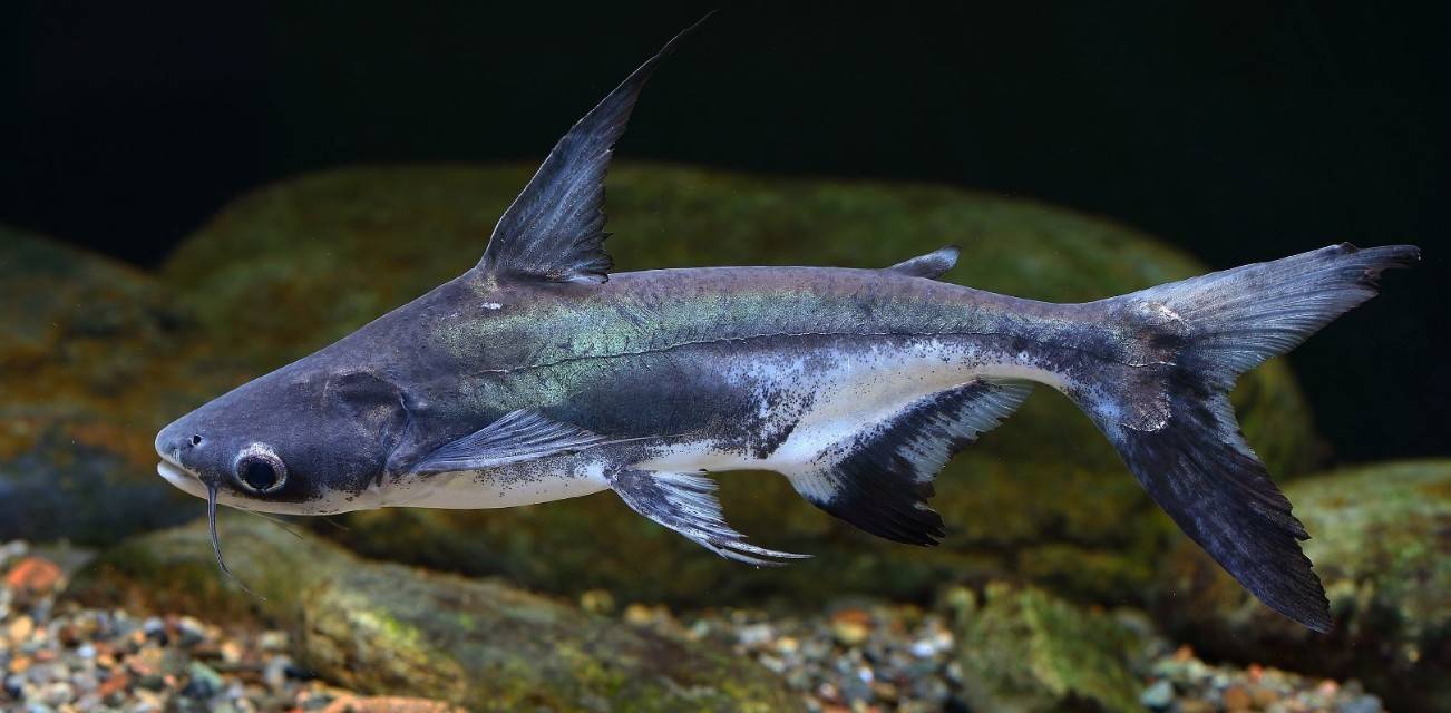 这是版纳湄公河最凶残的鱼,当地人尊称它为成吉思汗