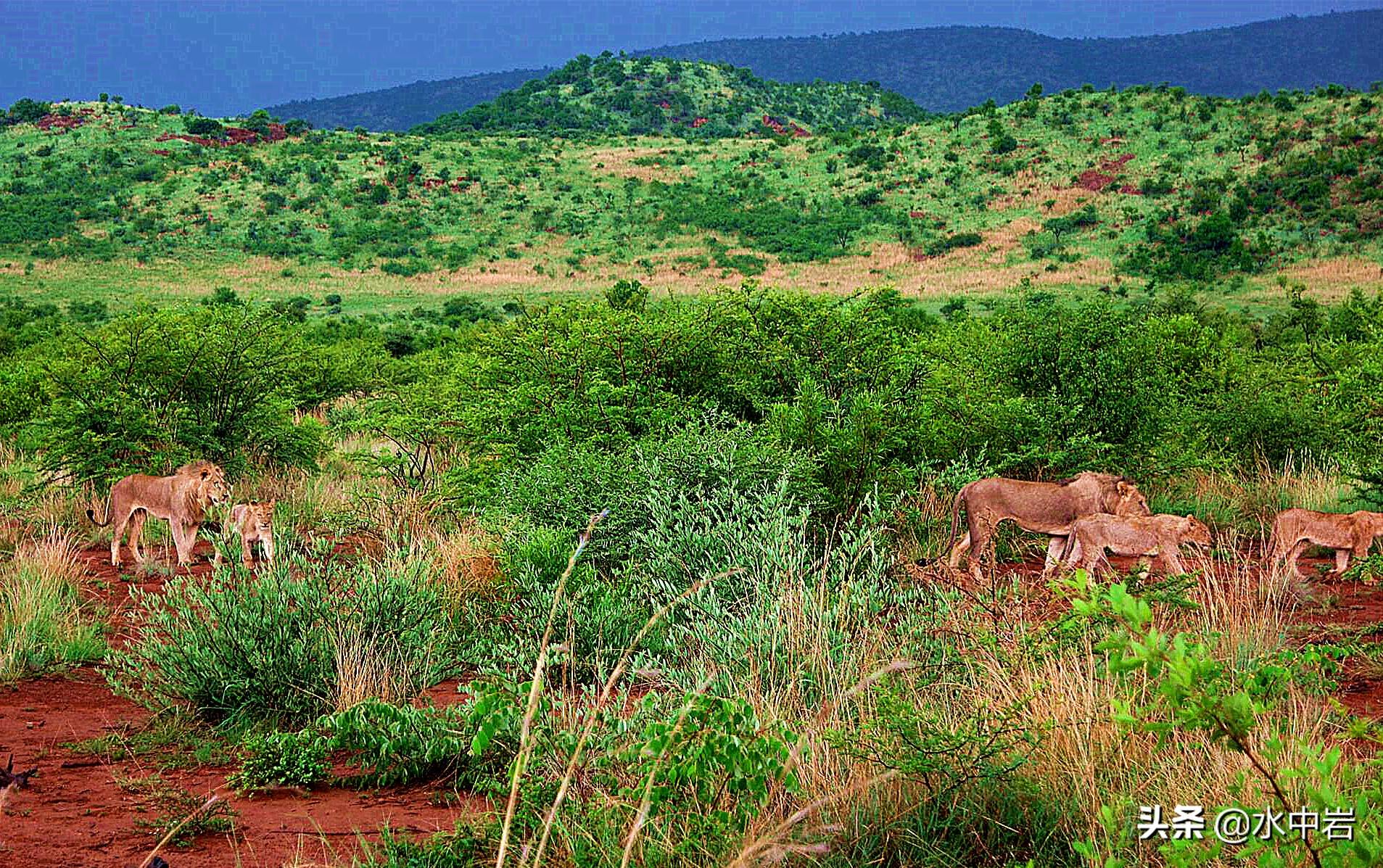 原创在南非比林斯堡野生动物园看狮群斑马长颈鹿感受神秘与狂野