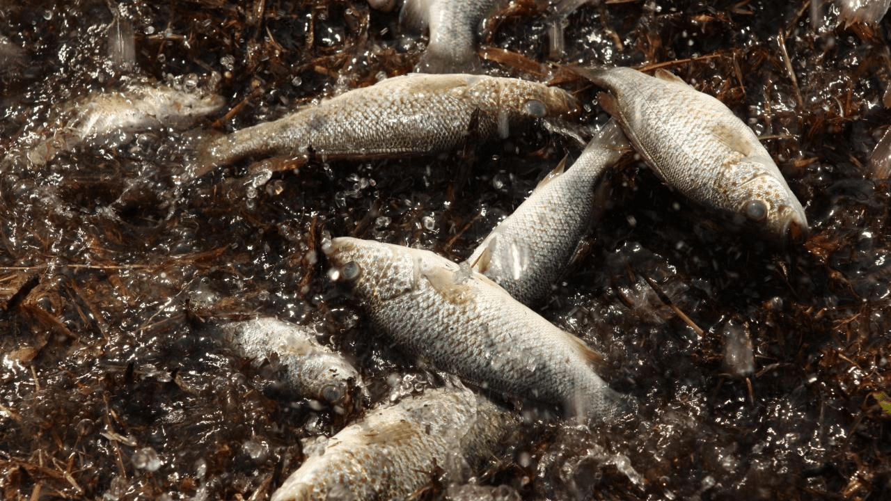 天上会下鱼的国家大街上无数鱼儿落下当地人早已见怪不怪