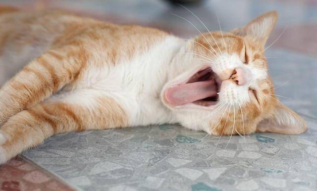 猫咪呼吸困难究竟是为何