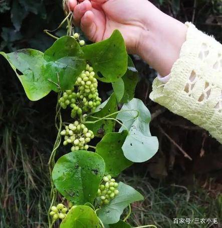 全网很火的千金藤来了看看长啥样河边很常见若遇到请移栽
