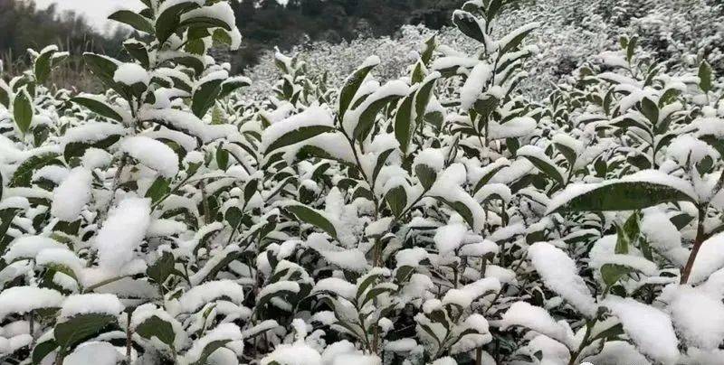 福鼎各地纷纷下起了漫天大雪,福鼎各个茶区刚刚开始要萌芽的白茶树上
