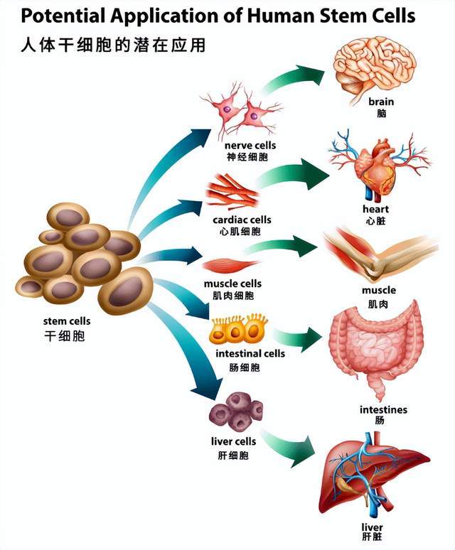 间充质干细胞发挥免疫调节作用, 主要通过两种方式: 一种是旁分泌细胞