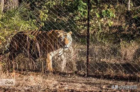 班达嘉虎王战纪28老虎界的遗孤辛汉