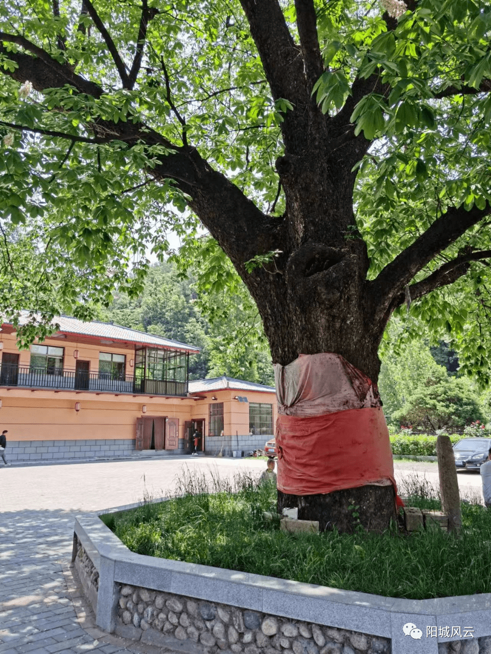 中國夢:七葉樹下遐思_寺廟_生態餐廳_觀音堂村