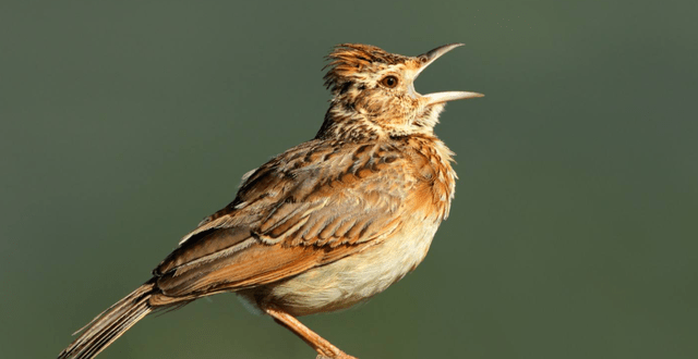 百灵鸟的特点是什么?_叫声_声音_训练