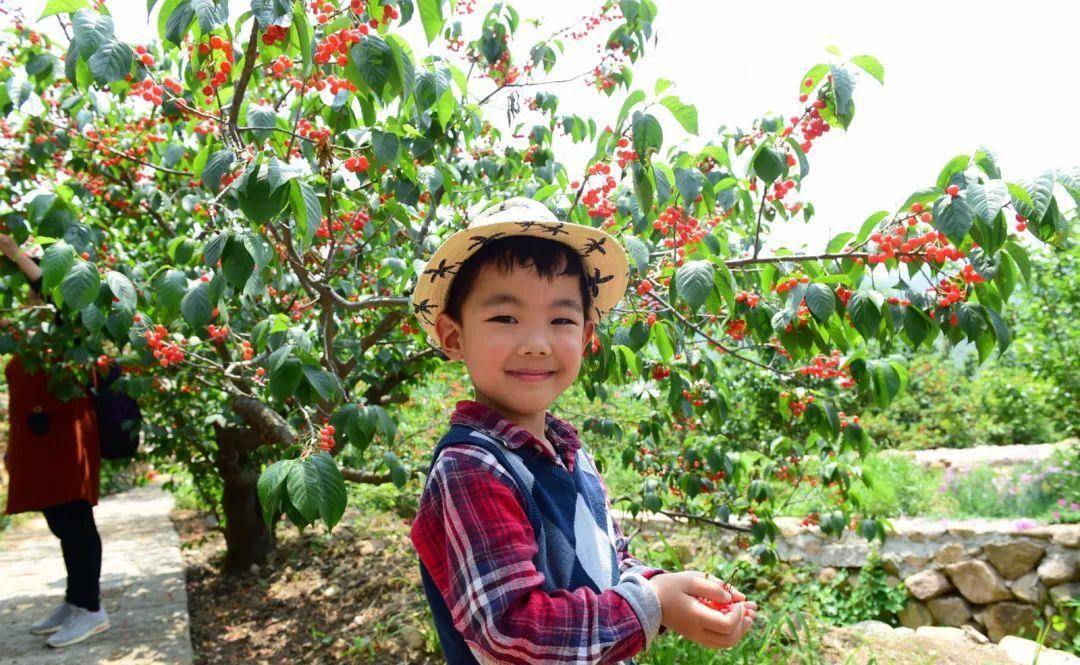 又到吃樱桃的季节！青岛各区市樱桃采摘地合辑来啦