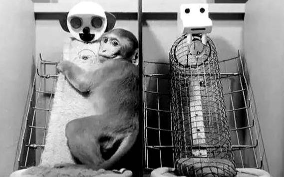 恒河猴实验暴力架图片