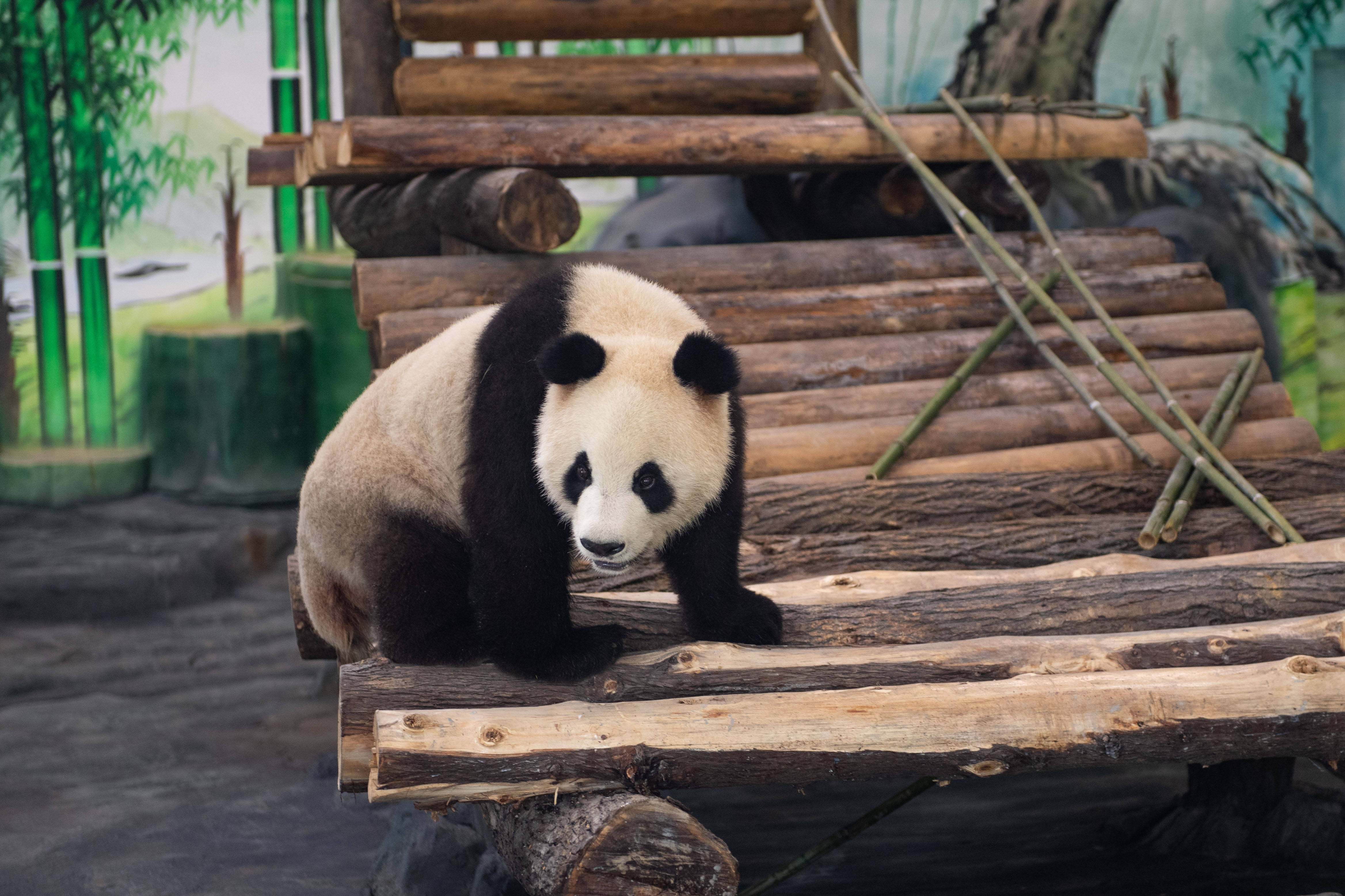 亚成年大熊猫图片