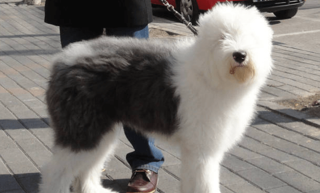 原創古牧為什麼是禁養犬古牧犬優缺點