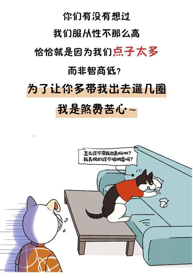 哈士奇真有那么笨吗?